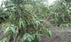 10 acres for sale in Kapeka Semuto with coffee and banana plantation at 15m per acre