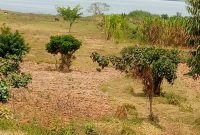 5 acres of land for sale in Buwaya lake shore at 200m