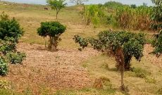 5 acres of land for sale in Buwaya lake shore at 200m