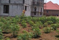 50x100ft  plot of land for sale in Matugga Sanga at 30m