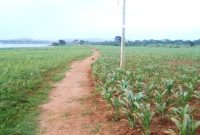 280 acres of land for sale on Lake Victoria in Njeru at 50m per acre