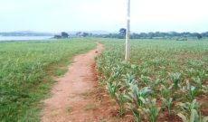 280 acres of land for sale on Lake Victoria in Njeru at 50m per acre