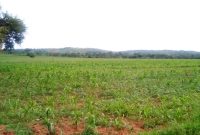 7 acres for sale in Bugungu Njeru at 25m per acre