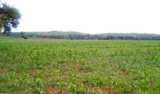 7 acres for sale in Bugungu Njeru at 25m per acre