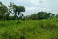 4.9 square miles of farmland for sale in Amuru Northern Uganda at 1.8m per acre