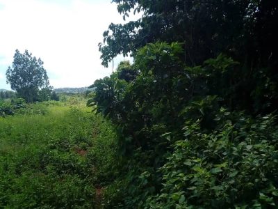 150 acres of farmland for sale in Mazzi at 3.5m per acre