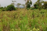 100 acres of land for sale in Kasanje at 35m per acre