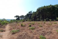 6 acres of land for sale in Busabala Kazi at 500m per acre