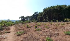 6 acres of land for sale in Busabala Kazi at 500m per acre
