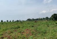 70 acres of farmland for sale in Kiboga at 3m per acre