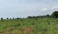 70 acres of farmland for sale in Kiboga at 3m per acre