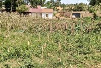 50 decimals plot of land for sale in Mukono UCU at 170m
