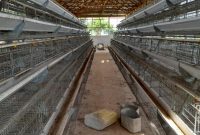 2,000 capacity poultry farm for sale in Kijjabijo Gayaza at 220m