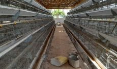 2,000 capacity poultry farm for sale in Kijjabijo Gayaza at 220m