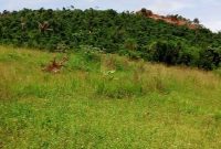 16 acres of land for sale in Kalule Bombo at 55m per acre