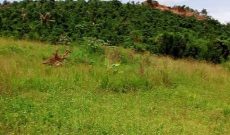 16 acres of land for sale in Kalule Bombo at 55m per acre