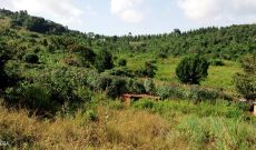 2 square miles of freehold land for sale in Hoima at 4m per acre