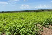 400 acres of farmland for sale in Omer Amuru at 1.7m per acre