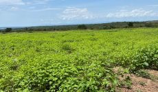 400 acres of farmland for sale in Omer Amuru at 1.7m per acre