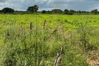 100 acres of farmland for sale in Patiko Pawel Gulu City at 1.5m per acre