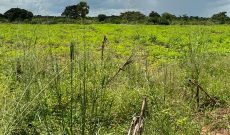100 acres of farmland for sale in Patiko Pawel Gulu City at 1.5m per acre