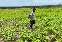 3,000 acres of farmland for sale in Purong Nwoya at 2.5m per acre