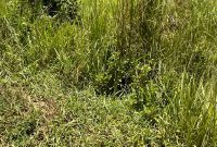 100 Acres of farmland for sale in Omel Paicho Gulu city at 1.7m per acre