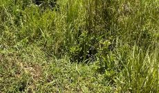 100 Acres of farmland for sale in Omel Paicho Gulu city at 1.7m per acre