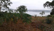 16 acres of beachfront property for sale in Kawuku Bugiri at 290m per acre
