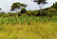 2 acres of land for sale in Kagula in Mukono off Katosi Road 45m