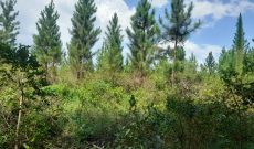 100 acres for sale in Kikyusa at 5.5m