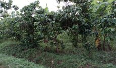 23 decimals plot of land for sale in Kisaasi Kulambiro at 220m