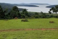 15 acres of lake shore land for sale in Nkokonjeru Mukono at 25m per acre