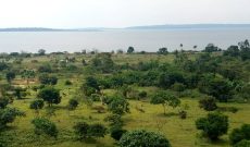 100 acres of lake shore land for sale in Kalangala at 7m per acre