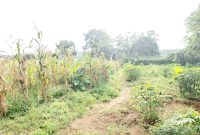 7 acres of land for sale in Kira Kimwanyi at 320m per acre