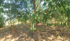 3 acres of land for sale in Ngetta Lira City at 150m