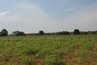 75 acres of farmland for sale in Bamugolodde Luwero at 6m per acre