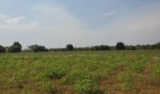 75 acres of farmland for sale in Bamugolodde Luwero at 6m per acre