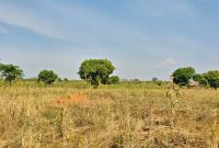 20 acres of farmland for sale in Nakasongola at 4m per acre