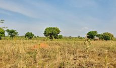 20 acres of farmland for sale in Nakasongola at 4m per acre