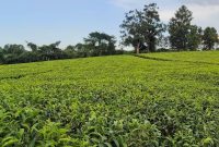 1 square mile tea factory for sale in western Uganda at 10m USD