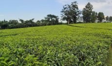 1 square mile tea factory for sale in western Uganda at 10m USD