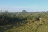 200 acres of land for sale in Nkozi Masaka road at 9m per acre