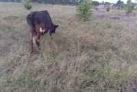40x90ft plot of land for sale in Kasanja Mbale at 9m per month
