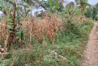 10 acres of land for sale in Bombo Ndejje at 38m per acre