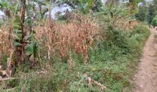 10 acres of land for sale in Bombo Ndejje at 38m per acre