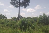 10.5 acres of land for sale in Wabitunguru at 11.5m per acre