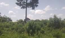 10.5 acres of land for sale in Wabitunguru at 11.5m per acre