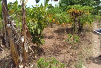 76x110ft plot for sale in Mbale city at 11m