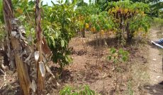 76x110ft plot for sale in Mbale city at 11m